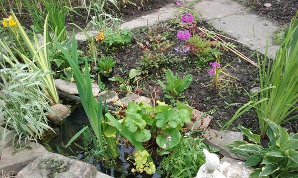Margaret's allotment