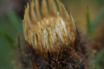 Carlina vulgaris