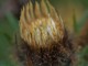 Carlina vulgaris