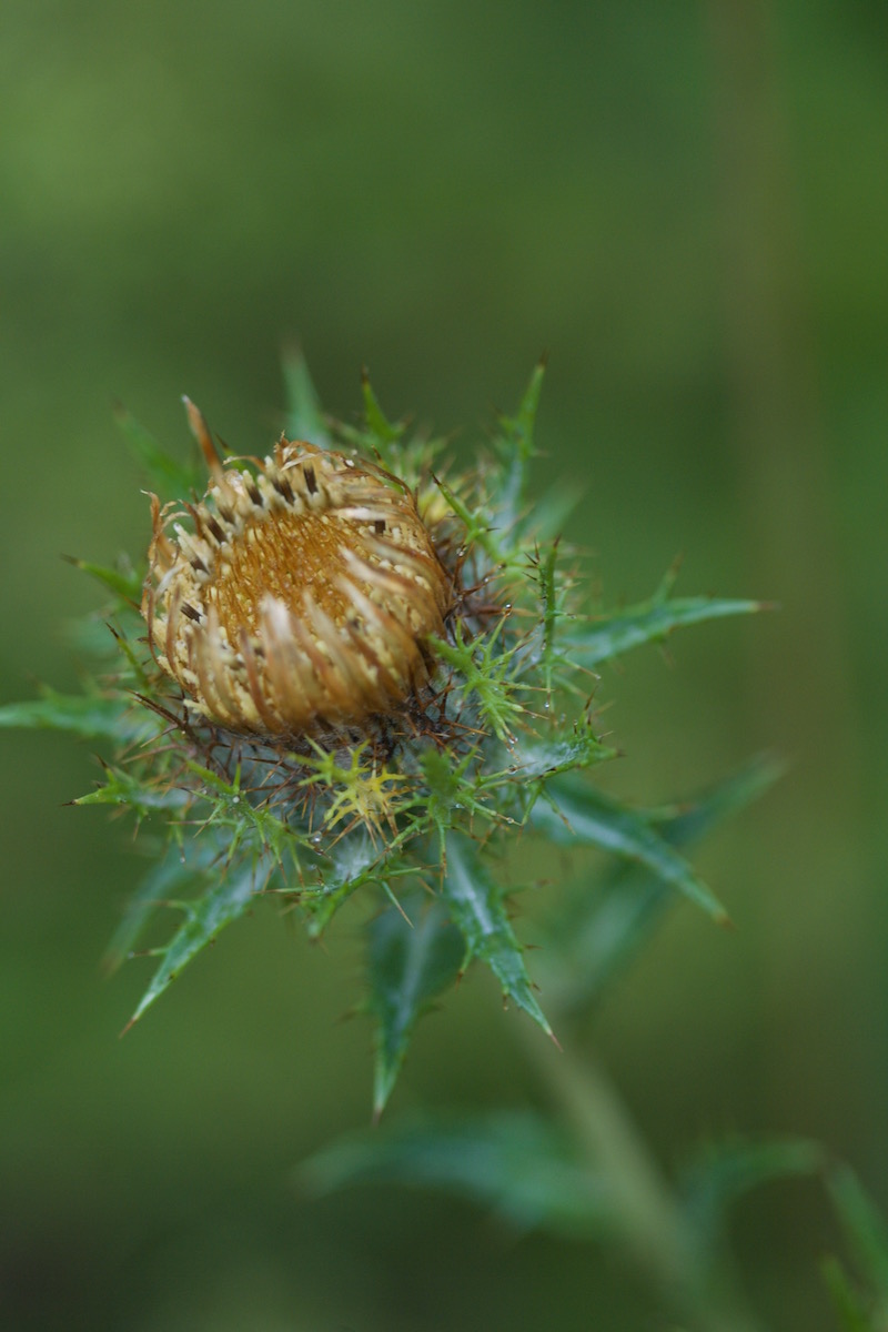 Carlina vulgaris thistle