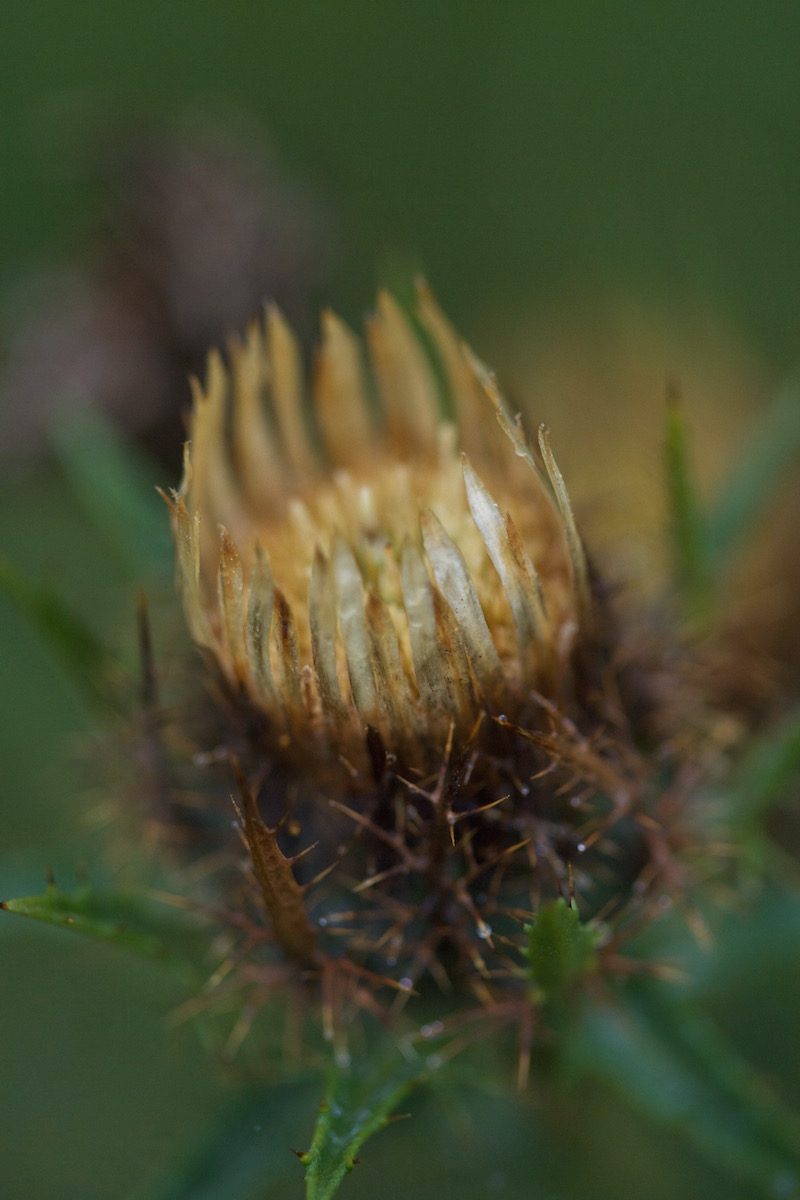 Carlina vulgaris