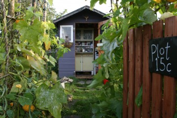 Katie's allotment