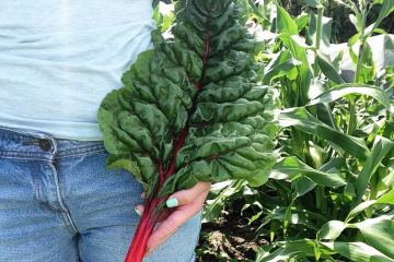 Hayley's allotment
