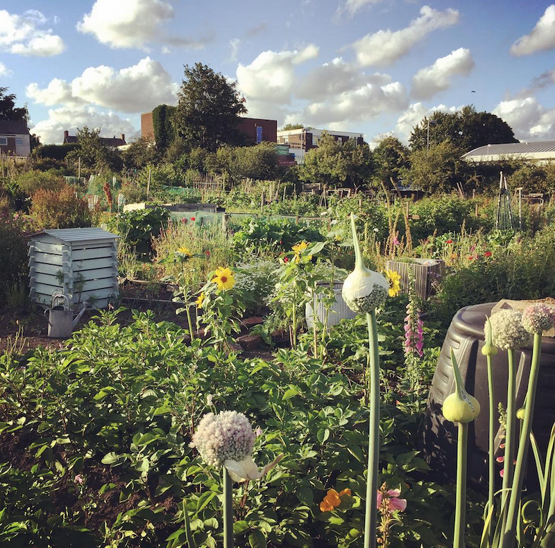 Karrie's allotment