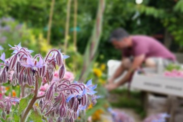 Rob's allotment
