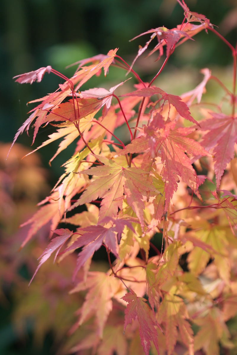 acer coral bark