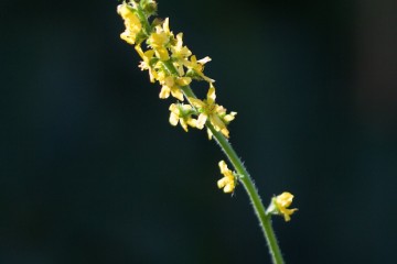 agrimonia eupatoria