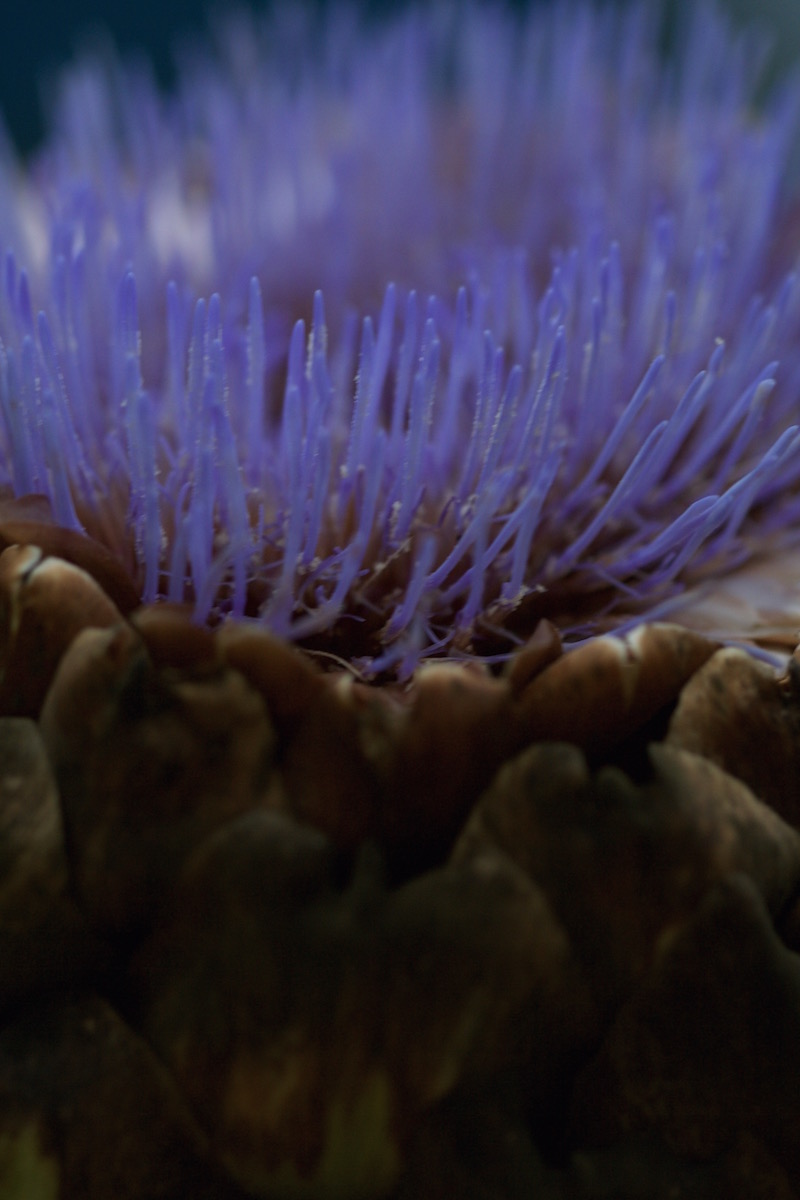 artichoke macro