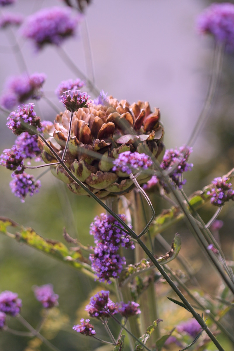artichoke side bonariensis