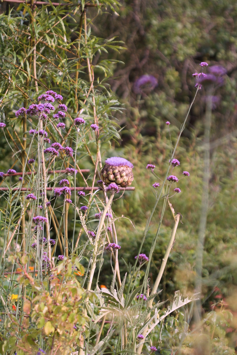 artichoke verbena