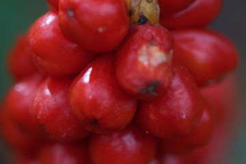 arum maculatum