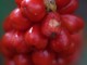arum maculatum