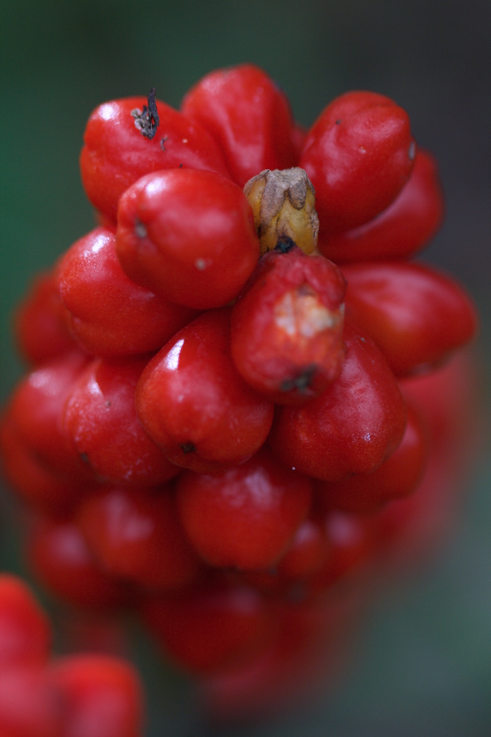 arum maculatum