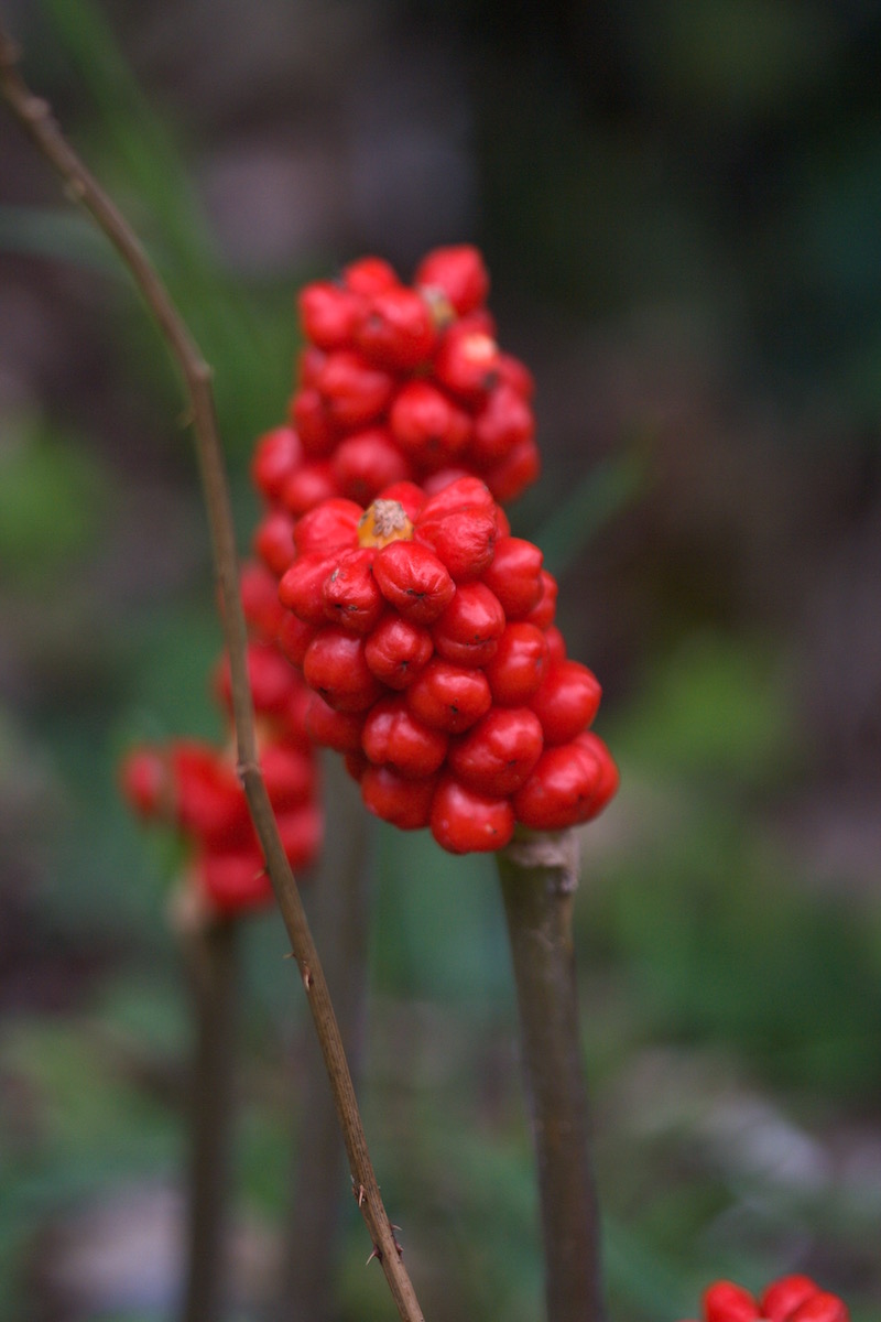 arum