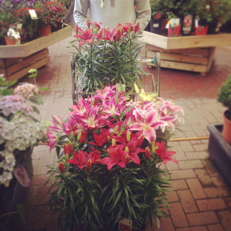 asiatic and oriental lillies