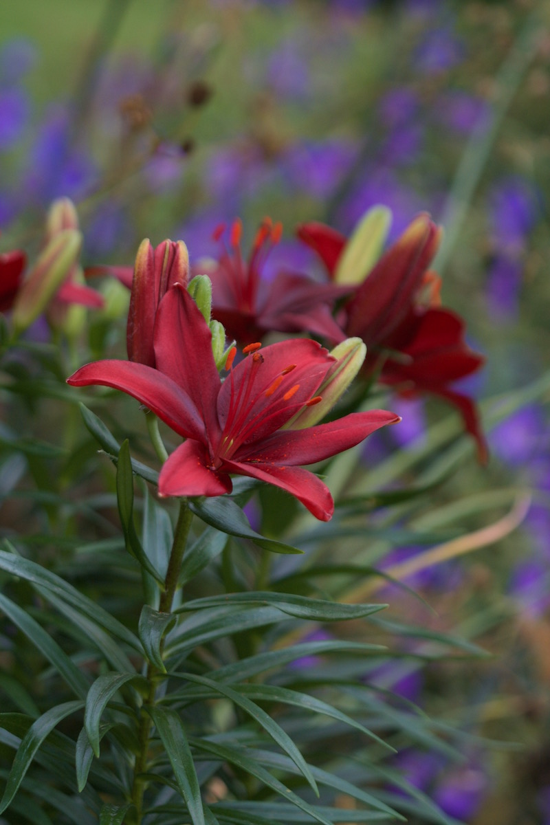 asiatic lily red