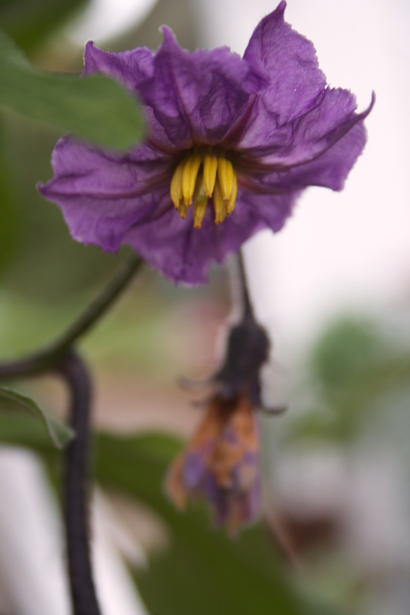 aubergines flowering