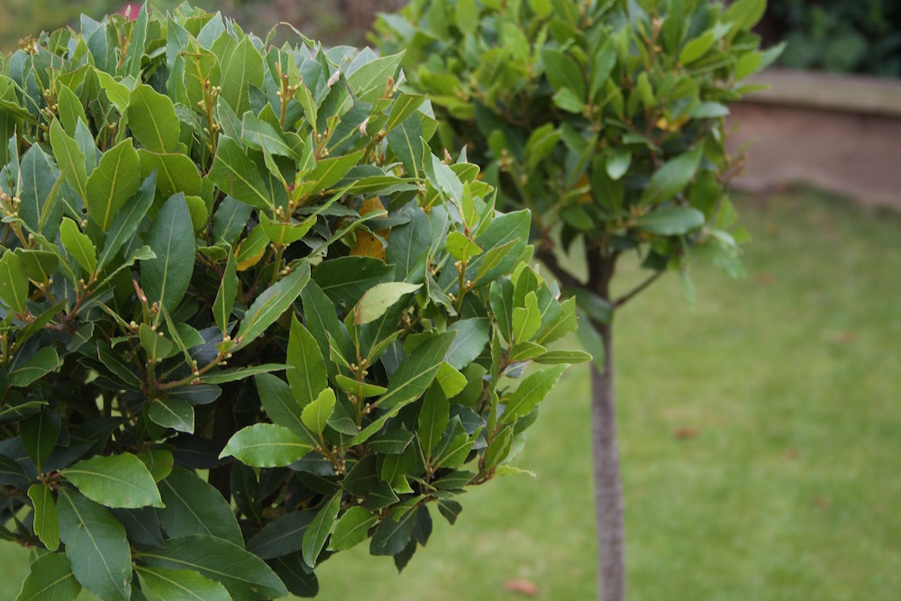 bay tree leaves