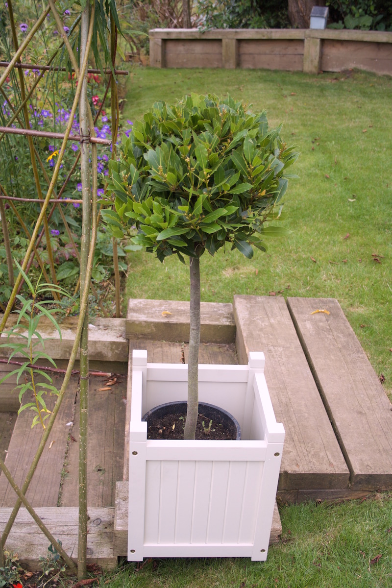 bay tree planter