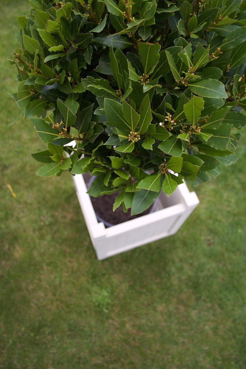 bay tree standard
