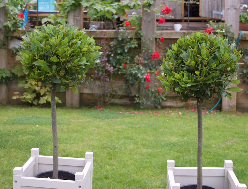 bay trees pair
