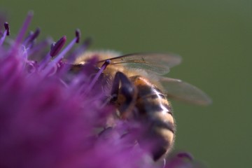 bee allium
