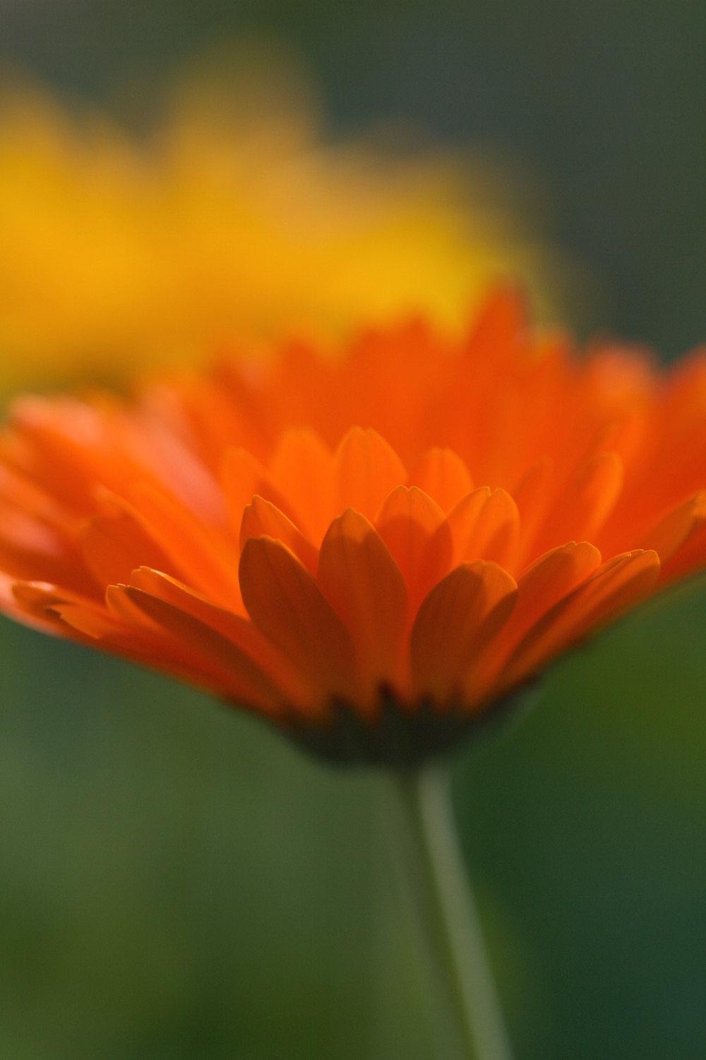 calendula macro