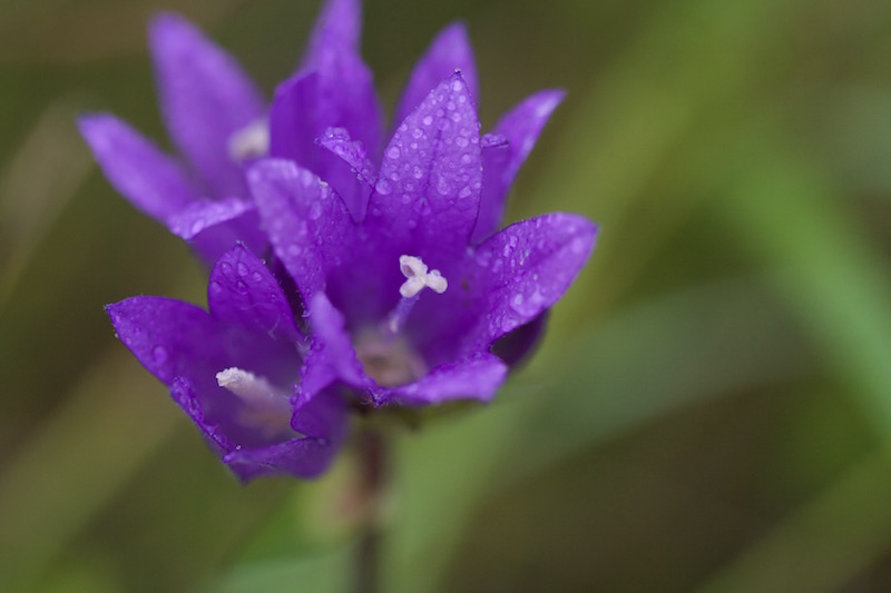 campanula glomerata