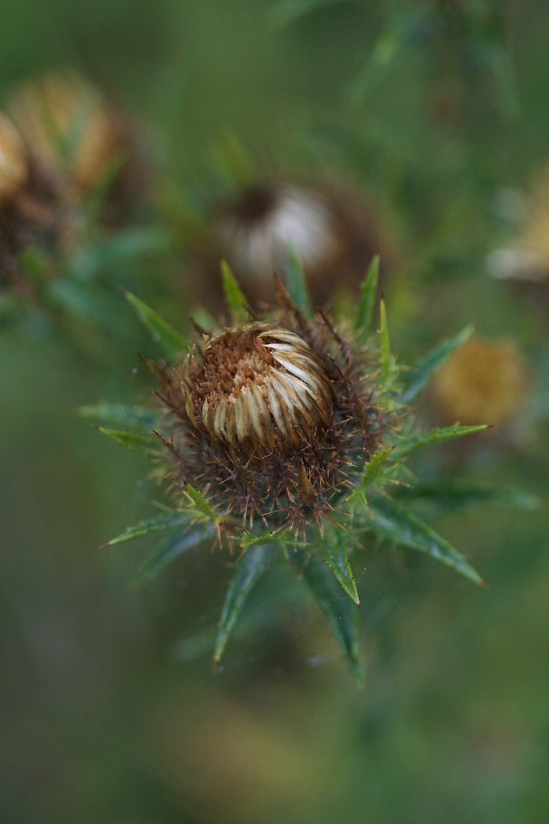 carline thistle