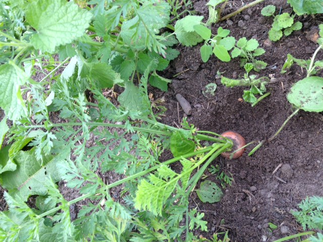 carrots_Aug15