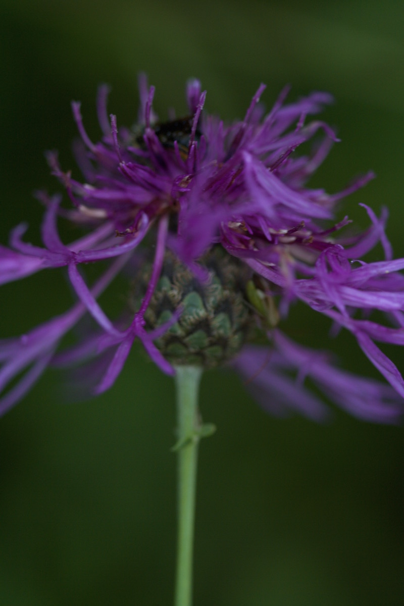centaurea scabiosa