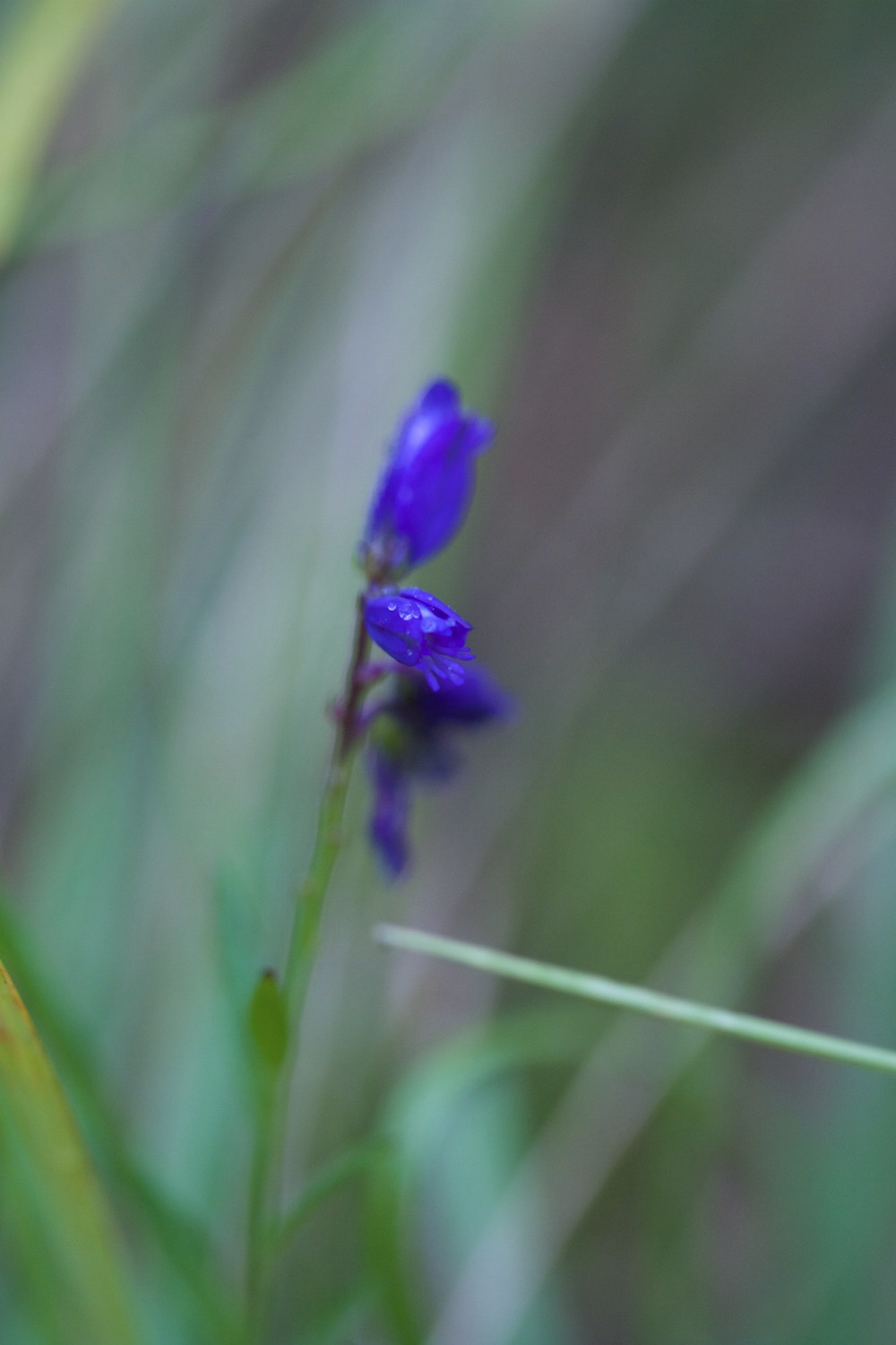 chalk milkwort