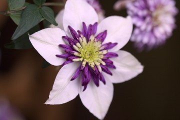 clematis bloom