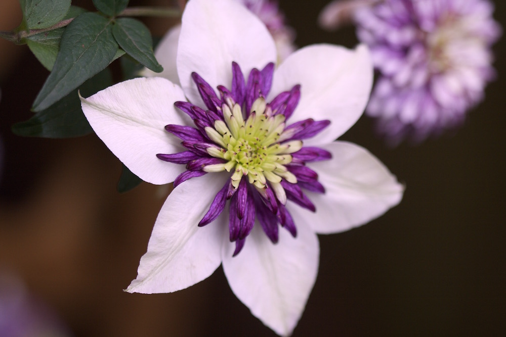clematis bloom