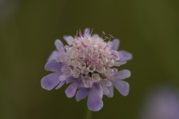 close scabious