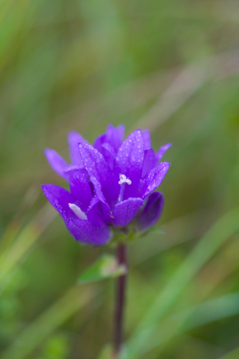 clustered bellflower campanula