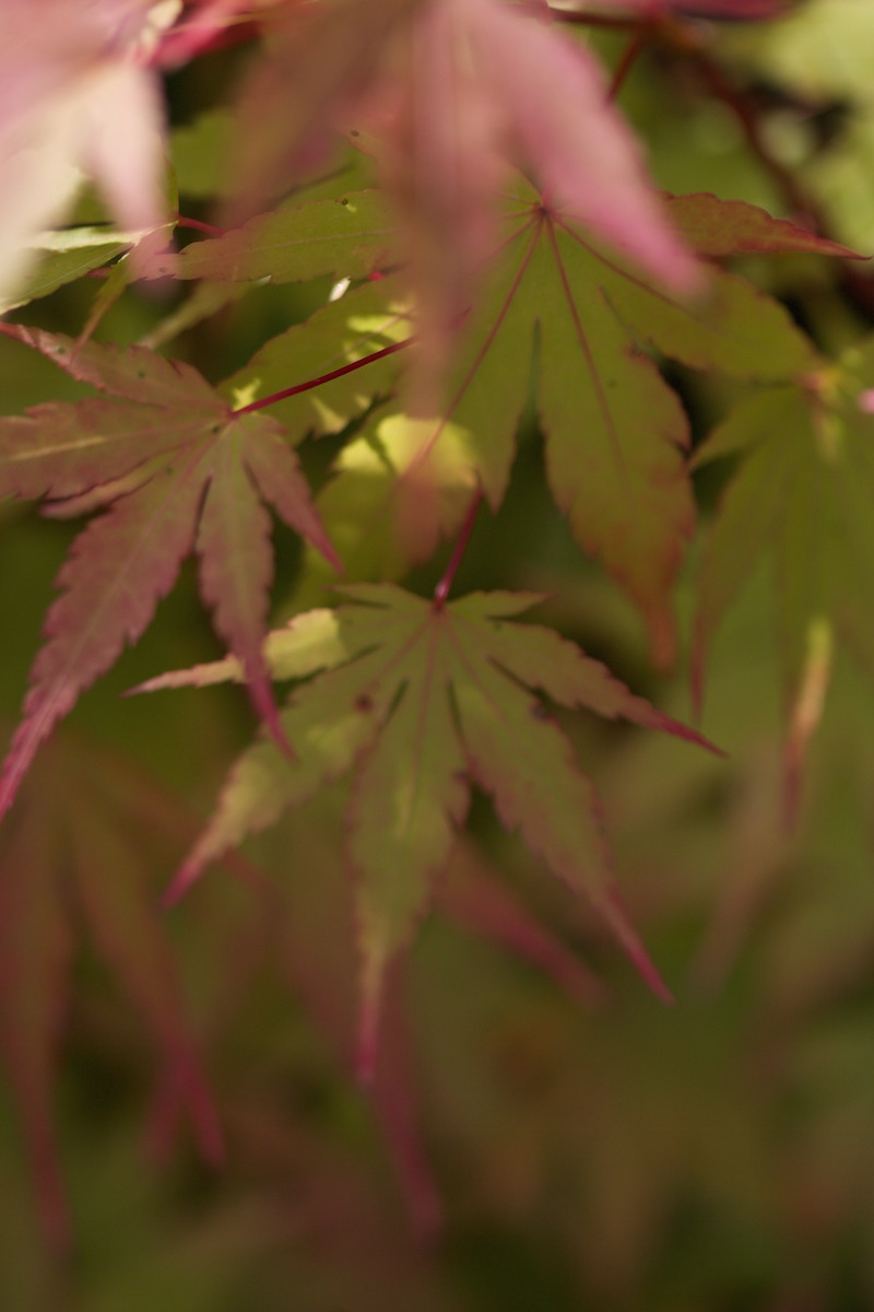 coral bark acer