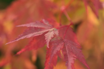 coral bark maple