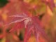 coral bark maple