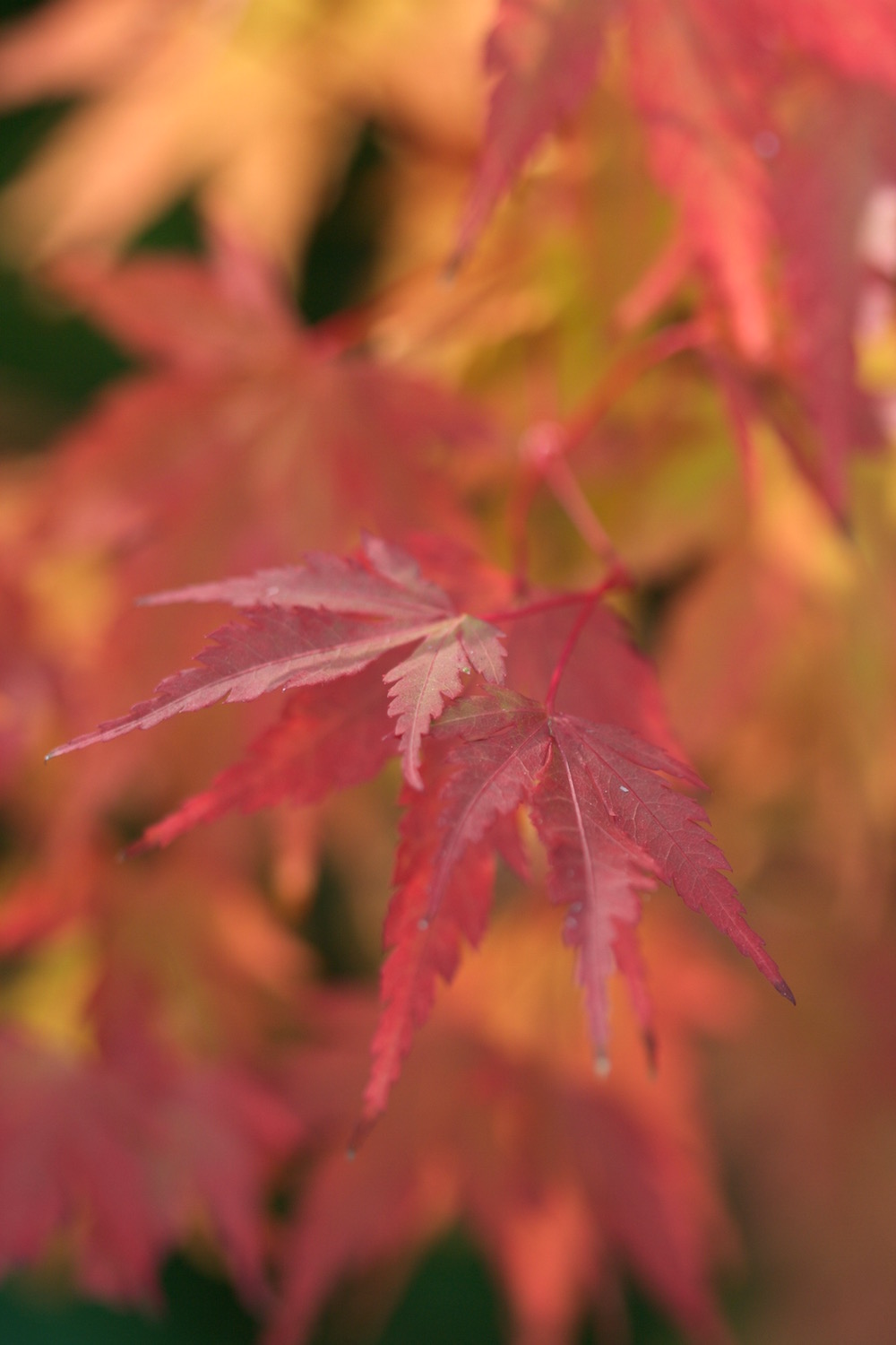 coral bark maple