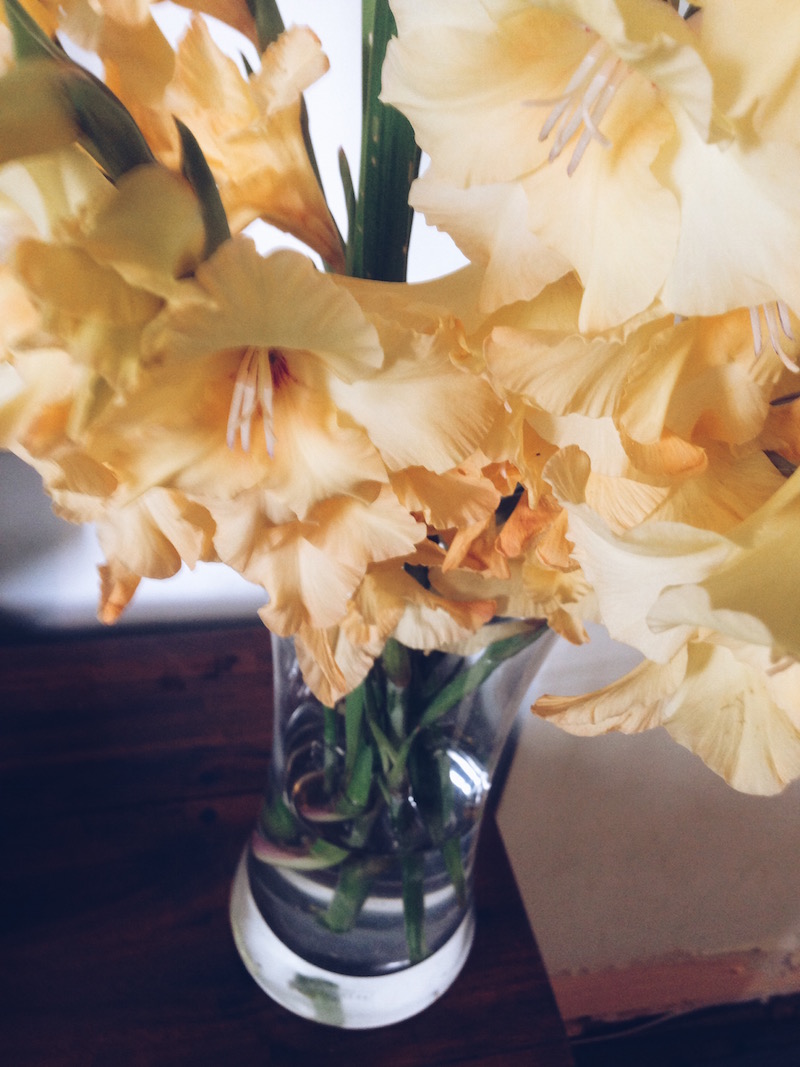 Yellow gladioli