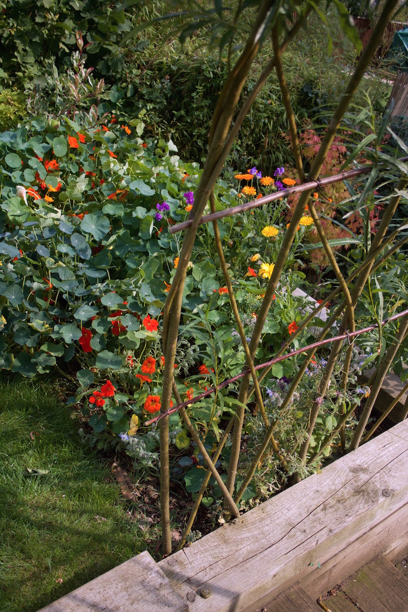 edible flower patch