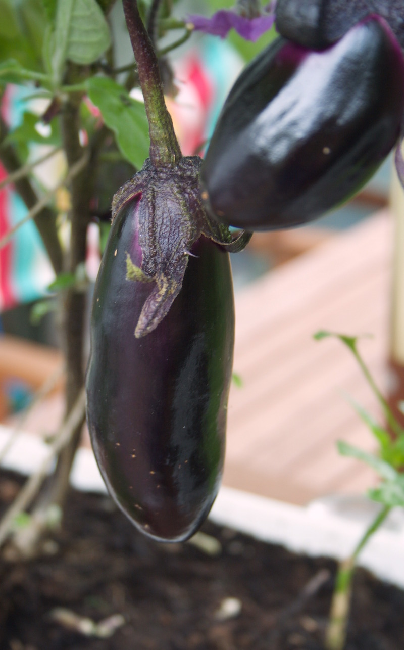 eggplant