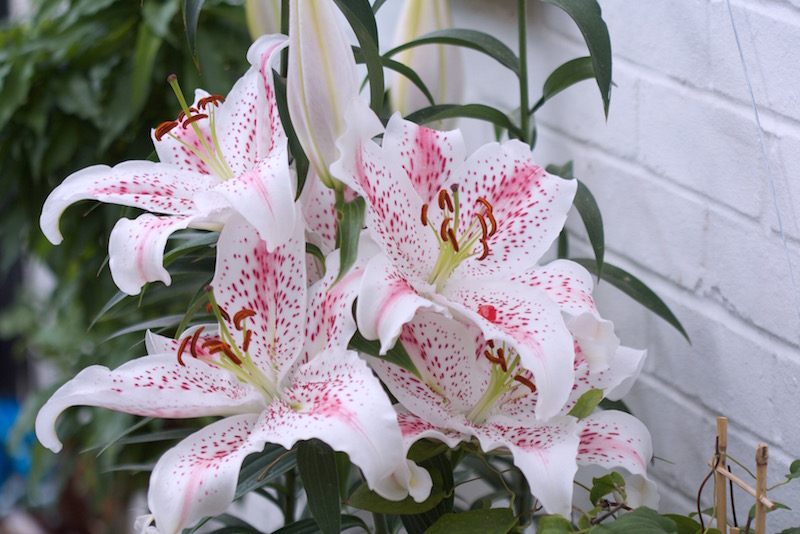 extravaganza lily flowers