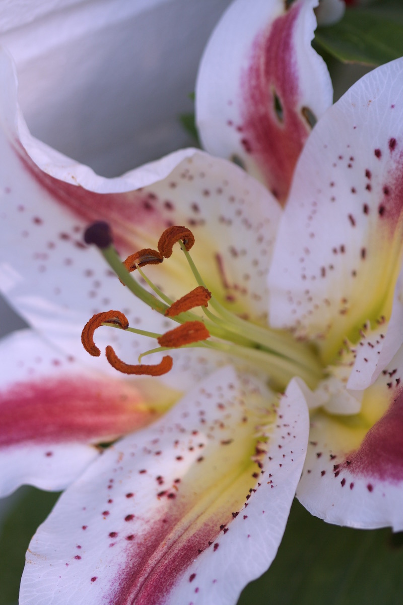 extravaganza lily