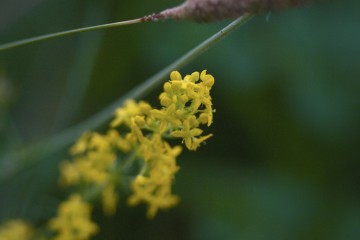 galium verum