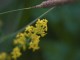 galium verum