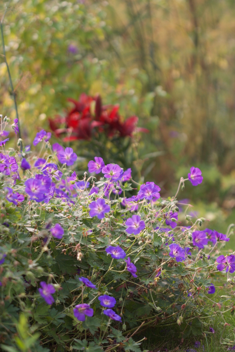 geraniums and lilies