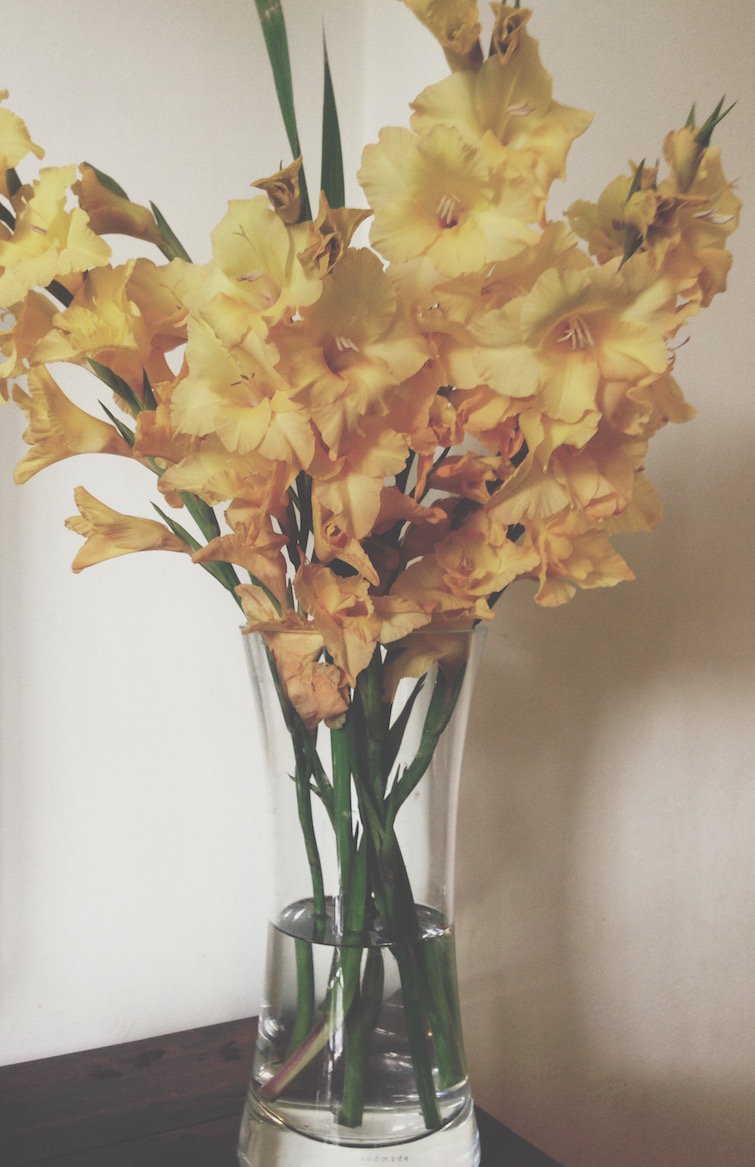 Yellow gladioli