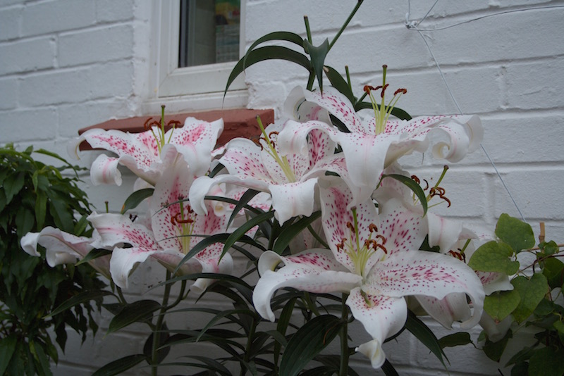 grand lilies